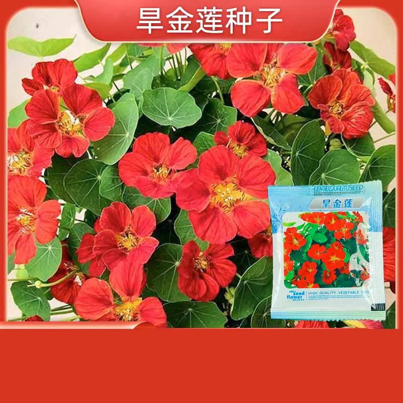 Vegetable Seeds | 10 Grams Per Bag