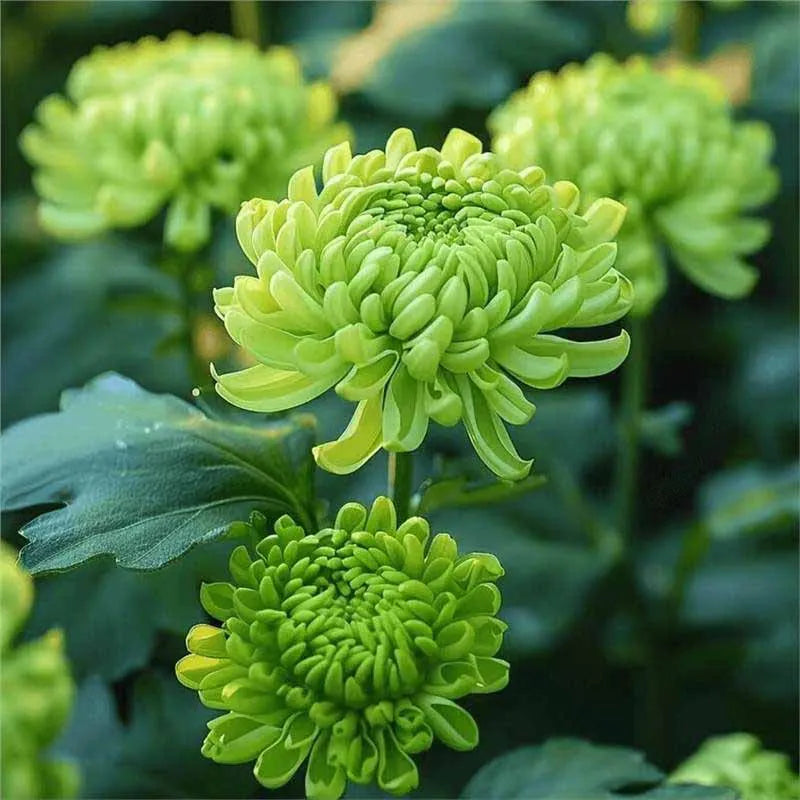Chrysanthemum Seeds | 500pcs Per Bag