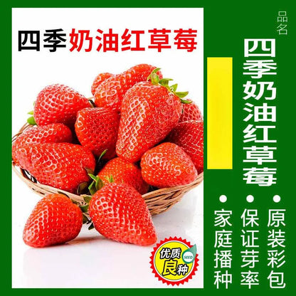 Vegetable Seeds | 10 Grams Per Bag