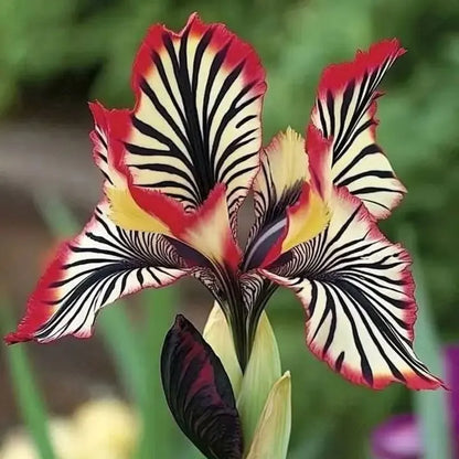 Orchid Seeds | 1000pcs Per Bag