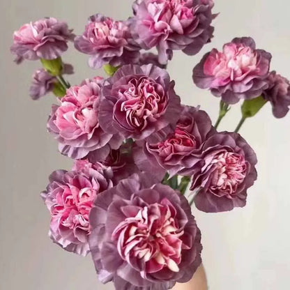 Carnation Seeds | 528pcs Per Bag