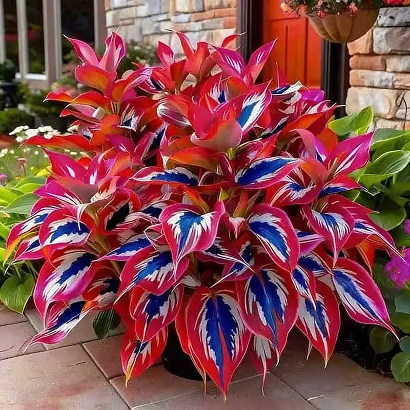 Hosta Seeds | 1000pcs Per Bag