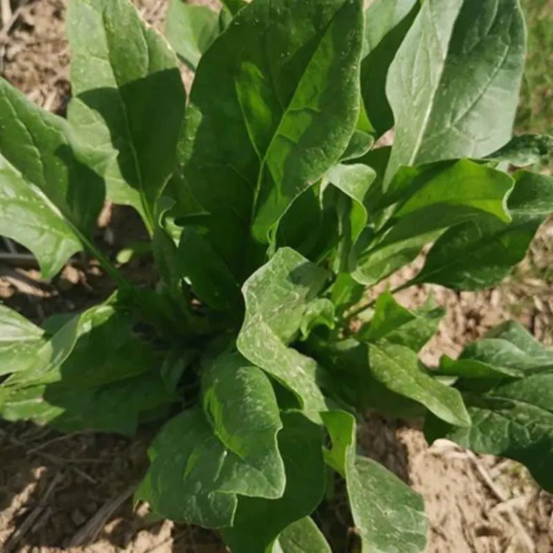 Vegetable Seeds | 10 Grams Per Bag
