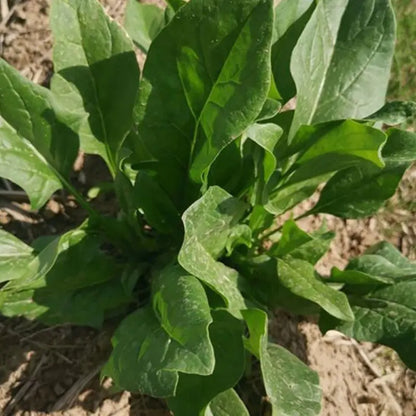 Vegetable Seeds | 10 Grams Per Bag