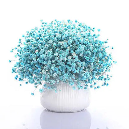 Babysbreath  Seeds | 500pcs Per Bag