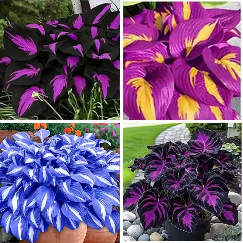 Hosta Seeds | 1000pcs Per Bag