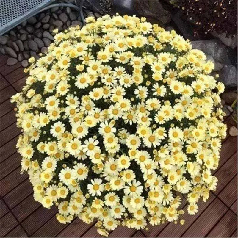 Daisy Seeds | 10 Grams Per Bag