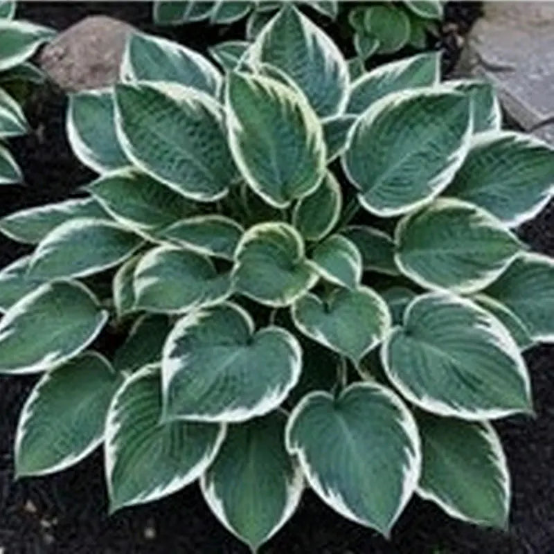 Hosta Seeds | 1000pcs Per Bag