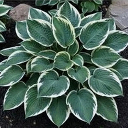Hosta Seeds | 1000pcs Per Bag