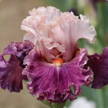 Blue Iris Seeds | 1000pcs Per Bag