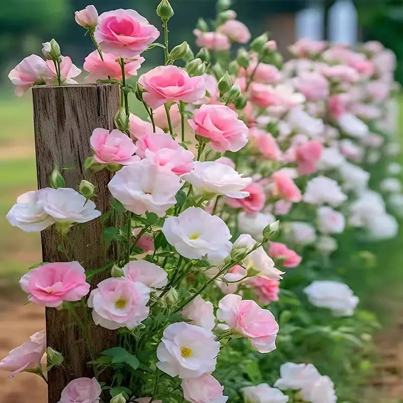 Eustoma grandiflorum Seeds | 1000pcs Per Bag