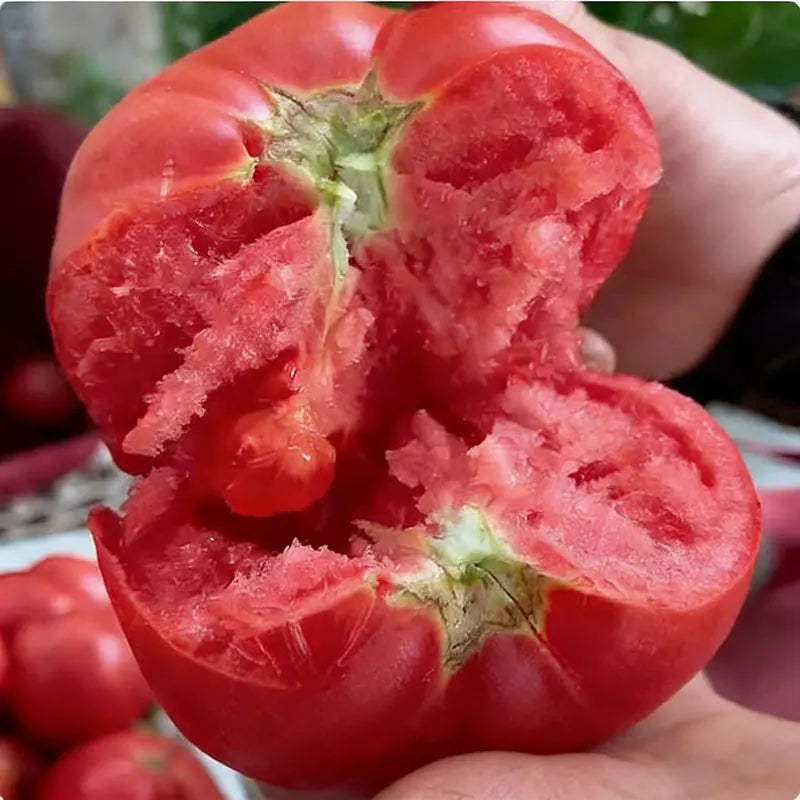 Tomato Seeds | 100pcs Per Bag