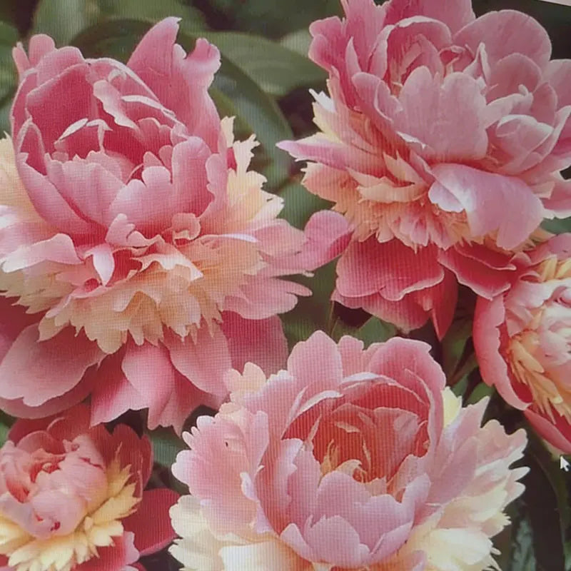 Peony Seeds | 100pcs Per Bag