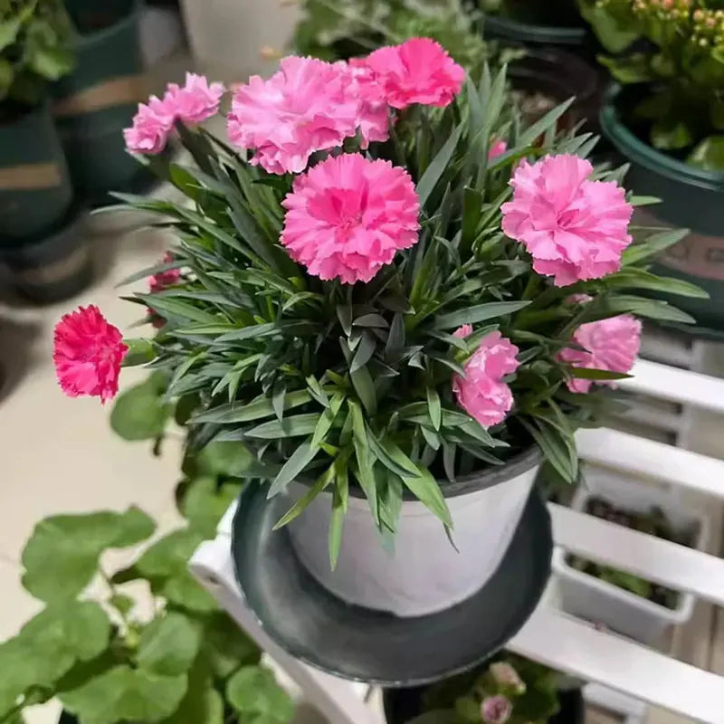 Carnation Seeds | 200pcs Per Bag