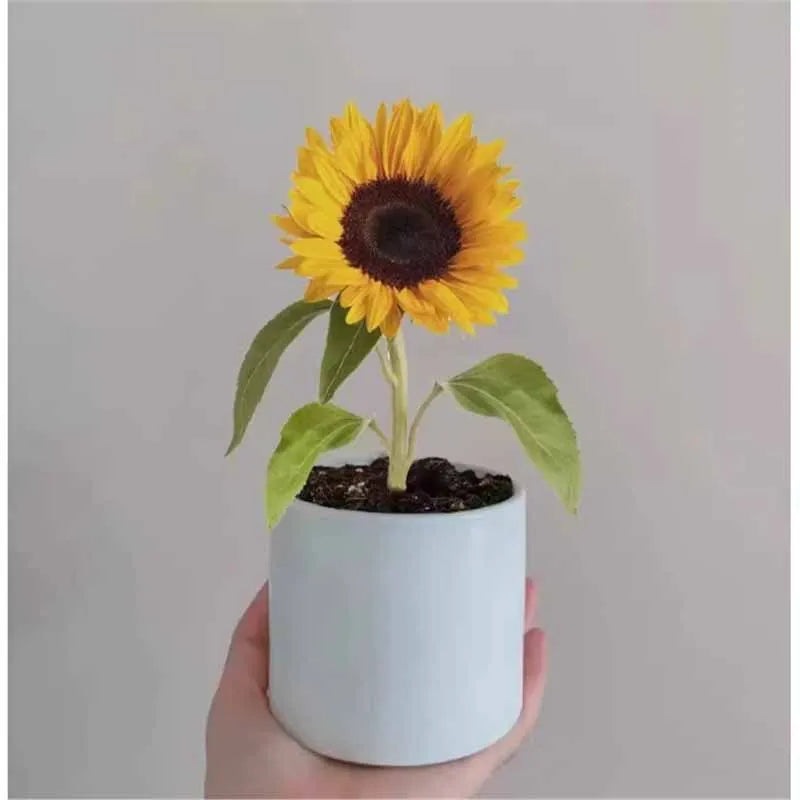 Daisy Seeds | 10 Grams Per Bag