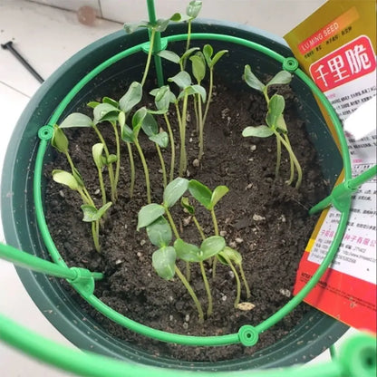Cucumber Fruits Seeds | 10 Grams Per Bag