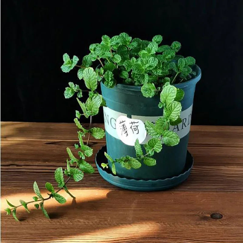 Bonsai flowers Seeds | 10 Grams Per Bag