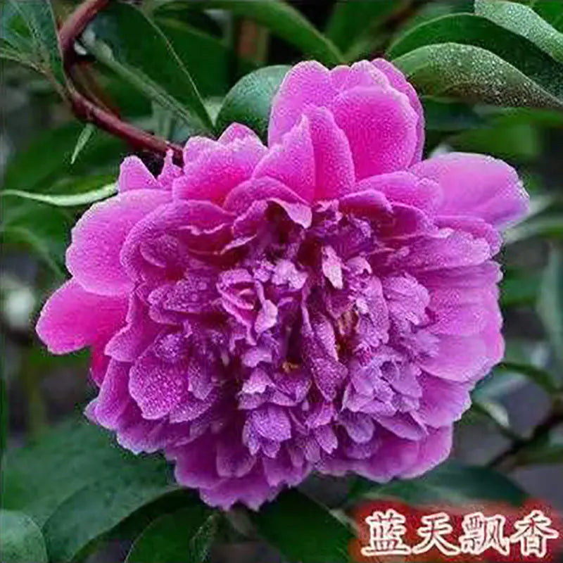 Peony Seeds | 100pcs Per Bag