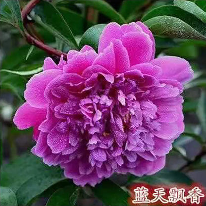 Peony Seeds | 100pcs Per Bag