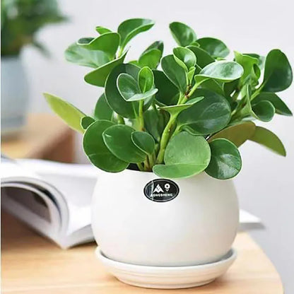 Bonsai flowers Seeds | 10 Grams Per Bag