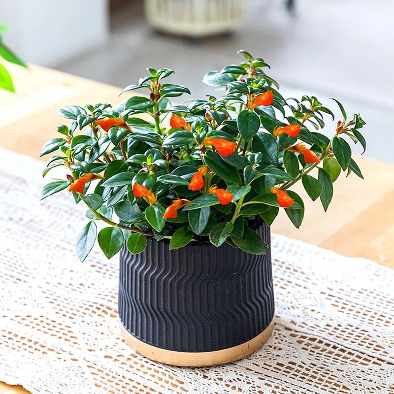 Bonsai flowers Seeds | 10 Grams Per Bag