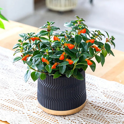 Bonsai flowers Seeds | 10 Grams Per Bag