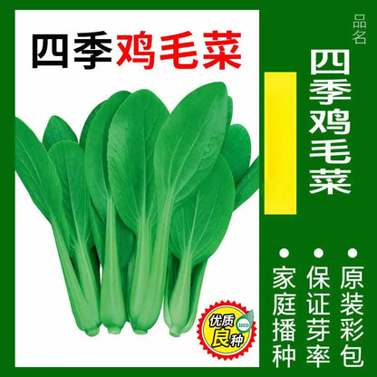 Vegetable Seeds | 10 Grams Per Bag