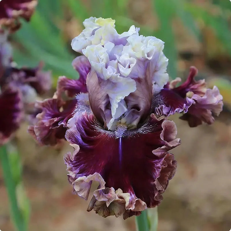 Blue Iris Seeds | 1000pcs Per Bag