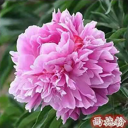 Peony Seeds | 100pcs Per Bag