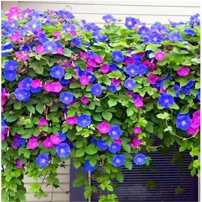 Daisy Seeds | 10 Grams Per Bag