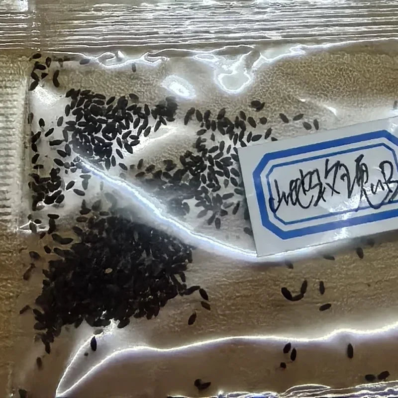 Mountain Rose Seeds | 500pcs Per Bag