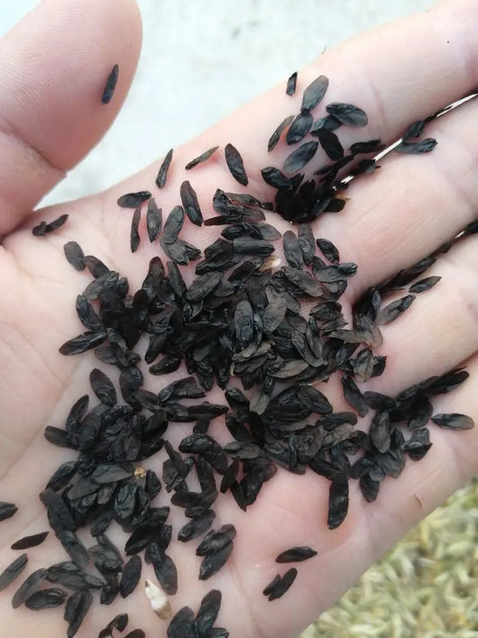 Hosta Seeds | 1000pcs Per Bag