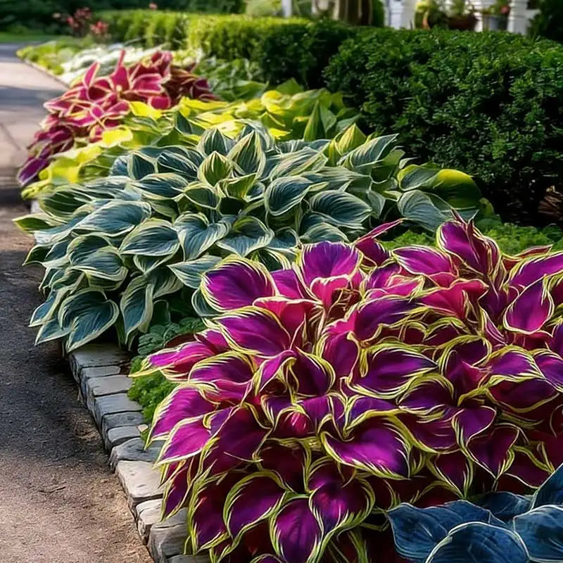 Hosta Seeds | 1000pcs Per Bag