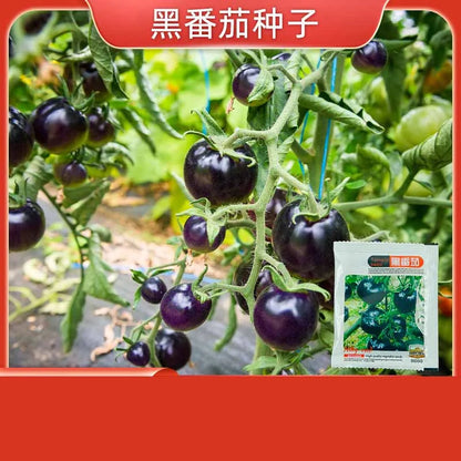 Vegetable Seeds | 10 Grams Per Bag