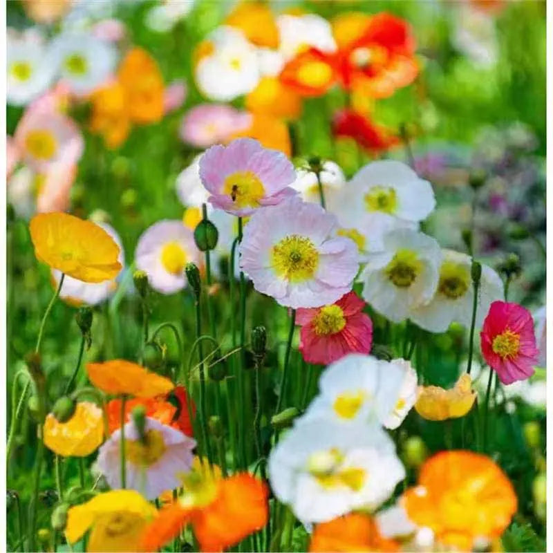 Daisy Seeds | 10 Grams Per Bag