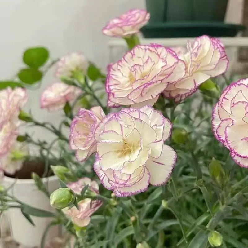 Carnation Seeds | 528pcs Per Bag