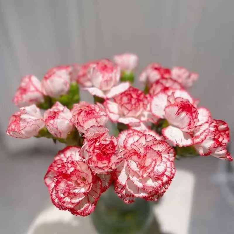 Carnation Seeds | 528pcs Per Bag