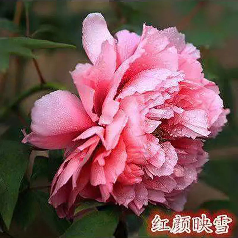 Peony Seeds | 100pcs Per Bag