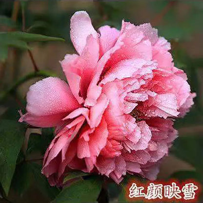 Peony Seeds | 100pcs Per Bag