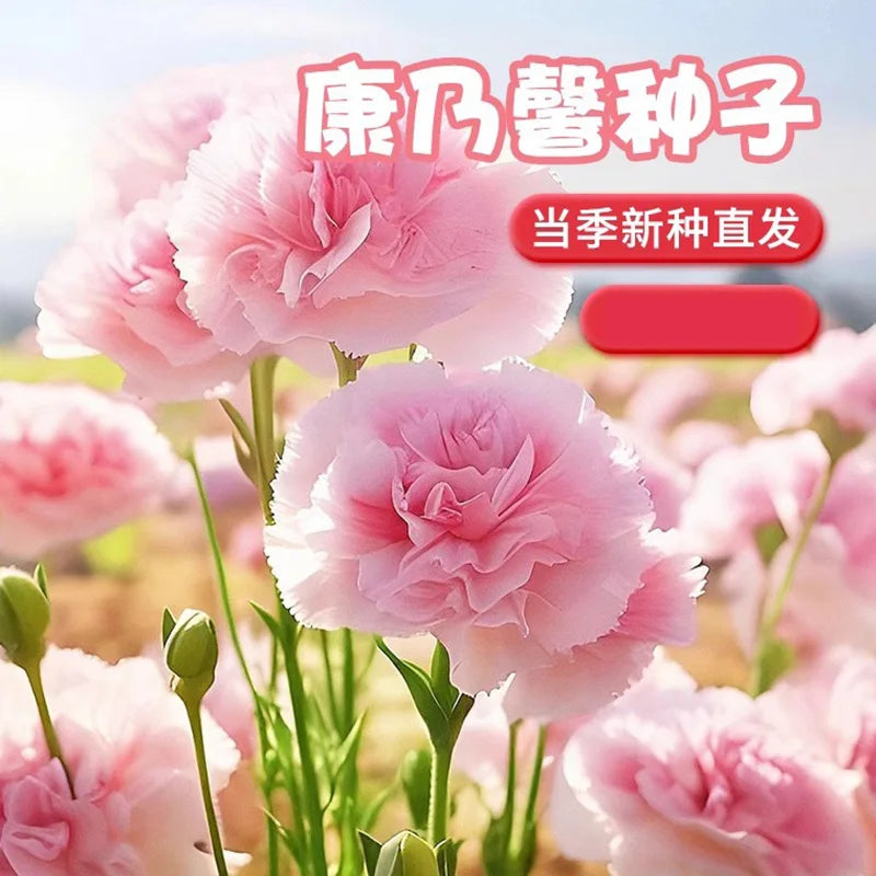 Carnation Seeds | 300pcs Per Bag