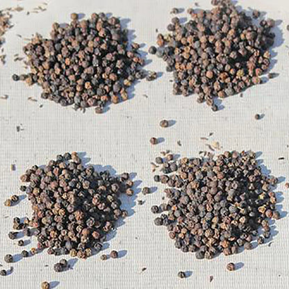 Orchid Seeds | 1000pcs Per Bag