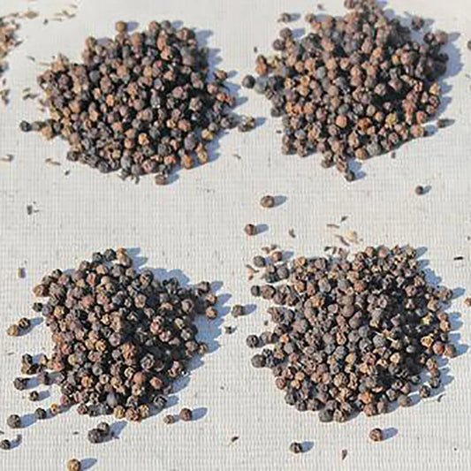 Orchid Seeds | 1000pcs Per Bag