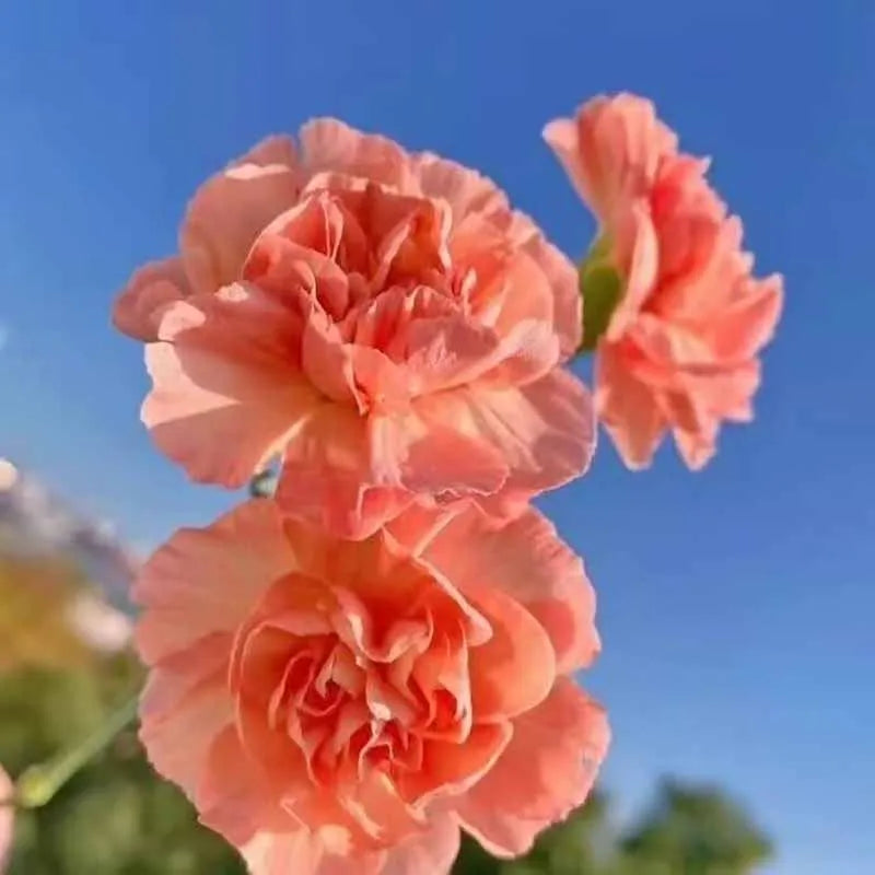 Carnation Seeds | 528pcs Per Bag