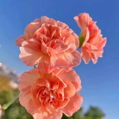 Carnation Seeds | 528pcs Per Bag