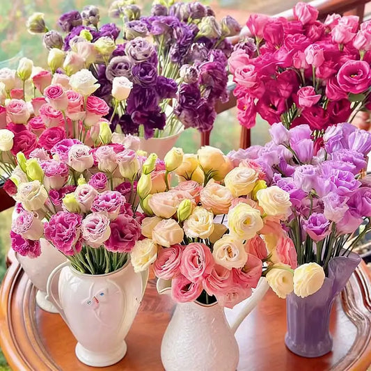 Eustoma grandiflorum Seeds | 500pcs Per Bag