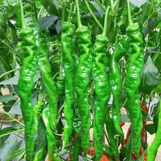 Spicy Pepper Seeds | 100pcs Per Bag