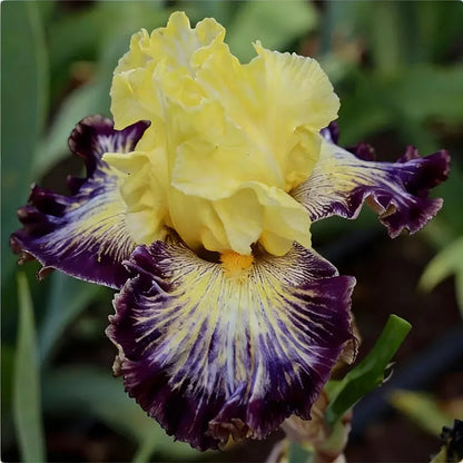 Blue Iris Seeds | 1000pcs Per Bag
