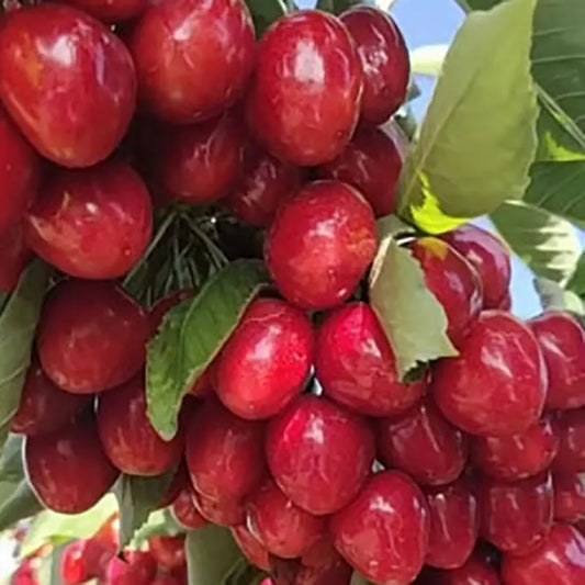Cherries Seeds | 200pcs Per Bag