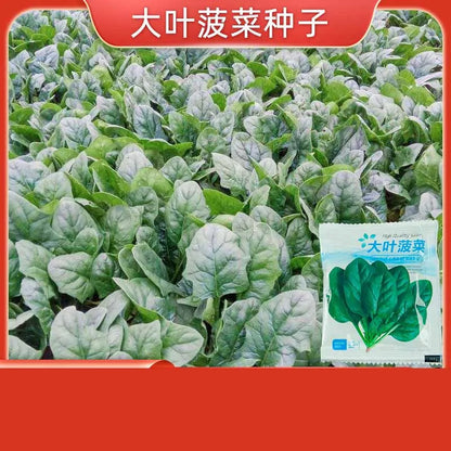 Vegetable Seeds | 10 Grams Per Bag