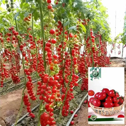 Tomato Seeds | 100pcs Per Bag